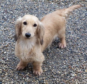 Kennel of Dreams in Michigan - breeder of mini Dachshund puppies