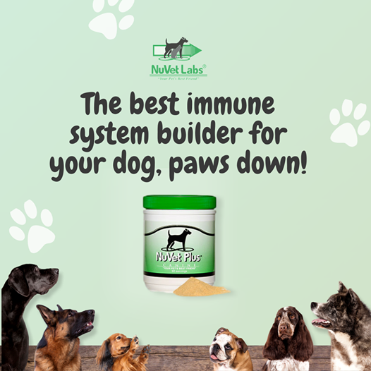 nuvet labs dogs cats vitamins supplements veterinarian recommended