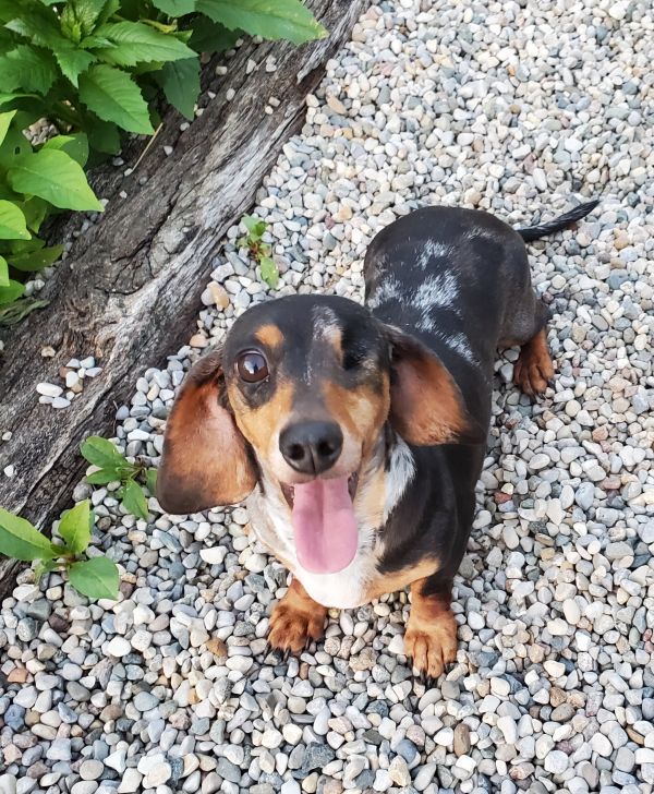 Kennel of Dreams in Michigan breeder of AKCregistered mini Dachshund
