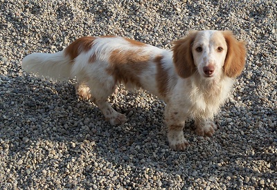 english cream piebald dachshund